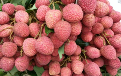 দিনাজপুরী লিচুর বাজার ৬০০ কোটি টাকার হাতছানি