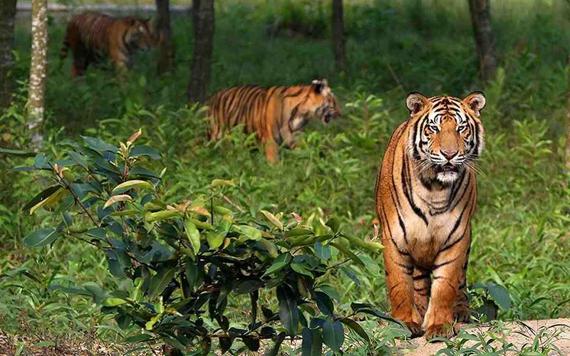 সুন্দরবন নামে নতুন জেলা হচ্ছে ভারতের পশ্চিমবঙ্গে