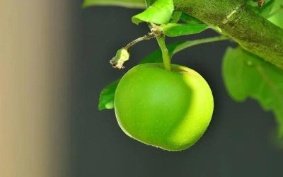 সবুজ আপেল খাওয়ার উপকারিতা