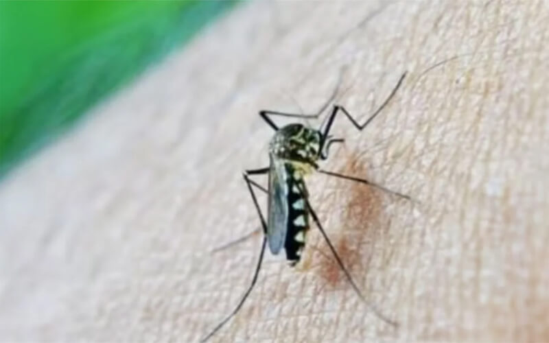 চিকুনগুনিয়ার প্রথম টিকার অনুমোদন দিল আমেরিকা